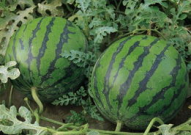 吃的绿色瓜叫什么,揭秘“吃的绿色瓜”之谜